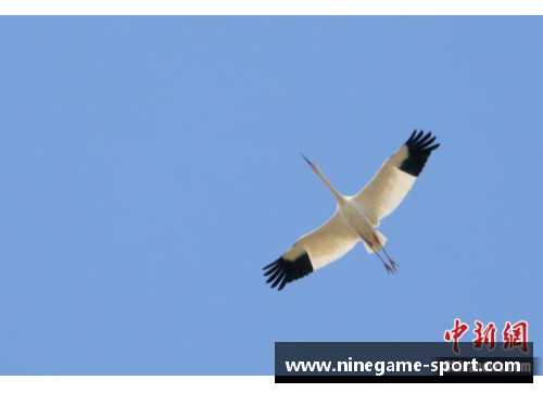 白鹤队新一代：冠军路上的飞翔